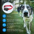 Clôture anti fugue collier et fil pour grand chien étanche